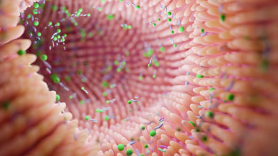 The Gut-Skin Axis: How Digestive Health Shapes Skin Glow